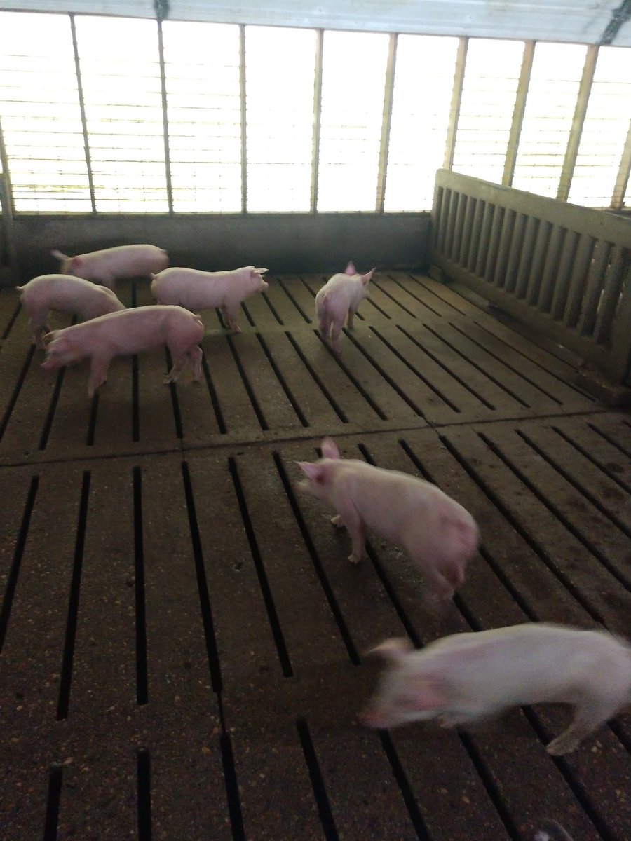 Jeter59's tweet photo. New pigs arriving in this wet chilly conditions. Had the barns warmed up to 75Β° cause I wasn't sure what size they would be. Seem to be getting settled in and finding the feed and water great. #pigfarming #itwasclean https://t.co/NFkXSgNizn