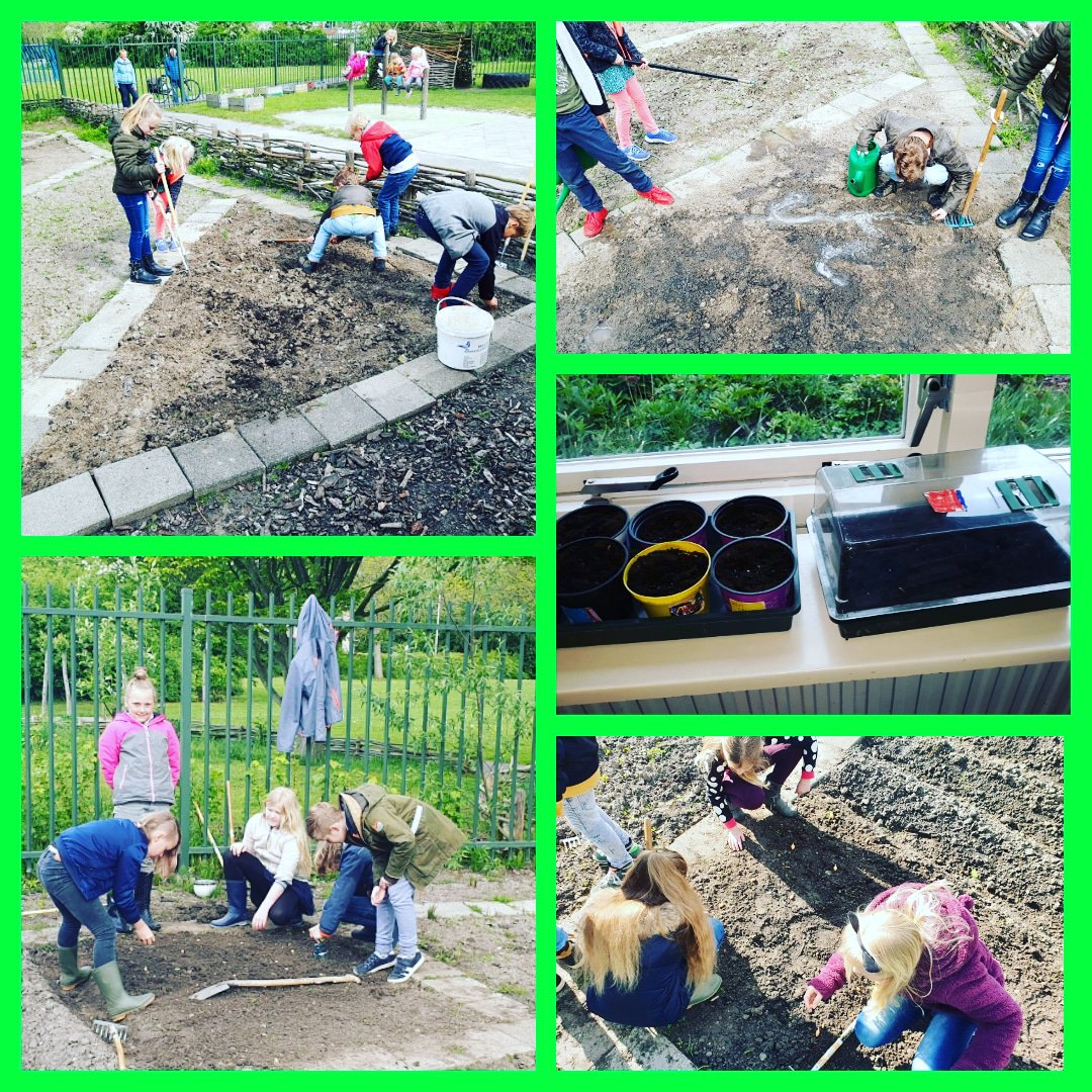 Het moestuin seizoen is officieel geopend! Er is hard gewerkt in de tuin: uien en bietjes gezaaid,  onkruid gewied en broccoli in potjes gezaaid. Dit alles onder leiding van de tuinouders,  PMer en leerkrachten!