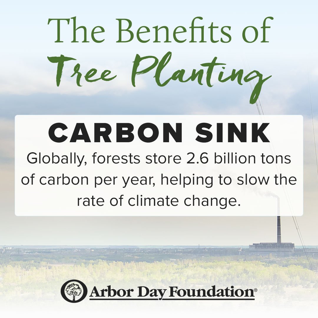 arborday's tweet photo. The benefits of tree planting: carbon sink. 

#planttrees #TimeForTrees #ArborDay https://t.co/On5F8EfvIW