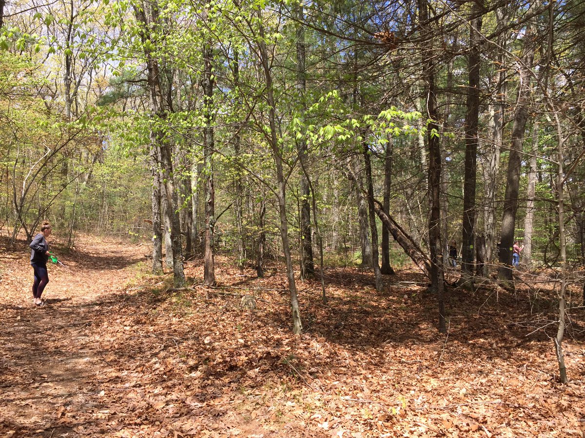 Beautiful day for forestry 🌲🌳