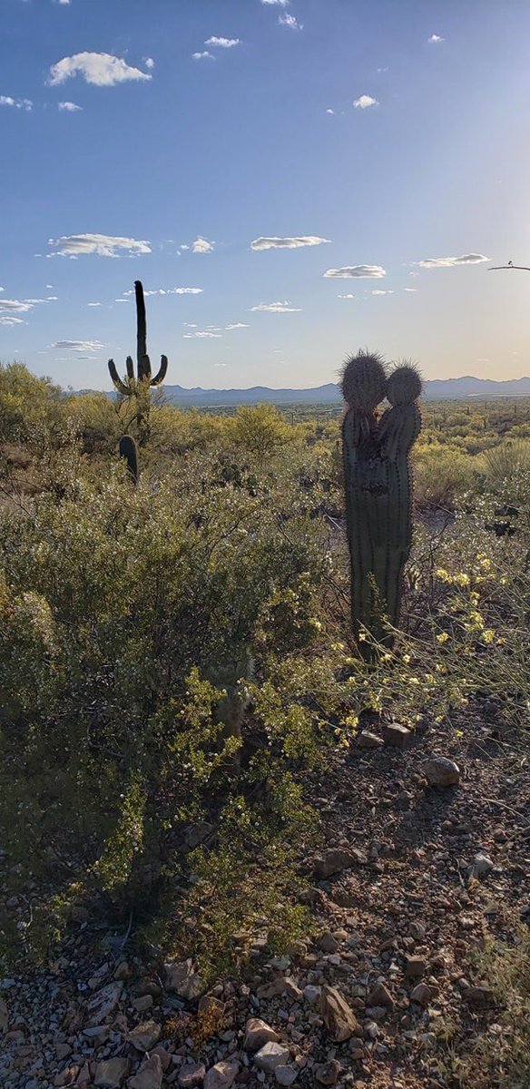 denibaby99's tweet photo. Kissing cactus seen in Tucson 💋 🌵 https://t.co/TcplsP3rU1