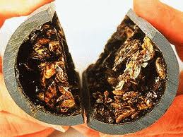 SARM_Voice's tweet photo. Aquatic invasive species (AIS) are plant, animal and invertebrate species that pose significant threats to our waterways and including species such as flowering rush (plant), Prussian and Asian Carp (fish) and zebra and quagga mussels #AISAwarenessWeek https://t.co/JAEROCbUK3