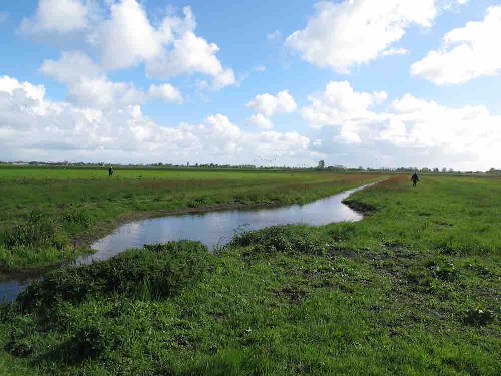 GroenVandaag's tweet photo. In maart dit jaar werd het eerste weidevogelkerngebied van @zuid_holland in de #Commandeurspolder bij #Maasland geopend.
Twee maanden later zijn de indrukken positief en is het aantal #grutto’s ten opzichte van vorig jaar verdubbeld. @Vockestaert @weidevogels @MiddenDelfland_ https://t.co/uwR8q8rZ8k