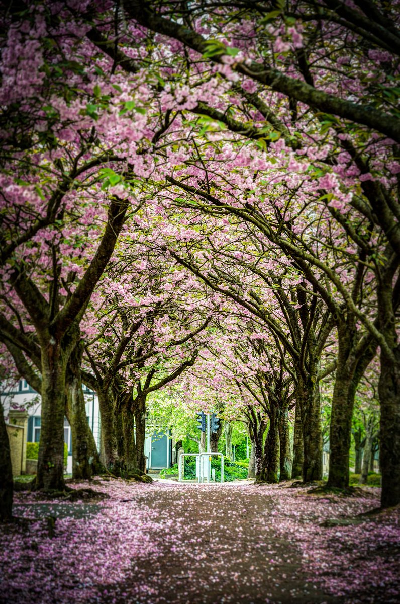 scotdrone's tweet photo. Cherry blossom avenue in Denny 😍 #denny #falkirk #visitfalkirk #scotland #nikon https://t.co/NfsZbT46QN