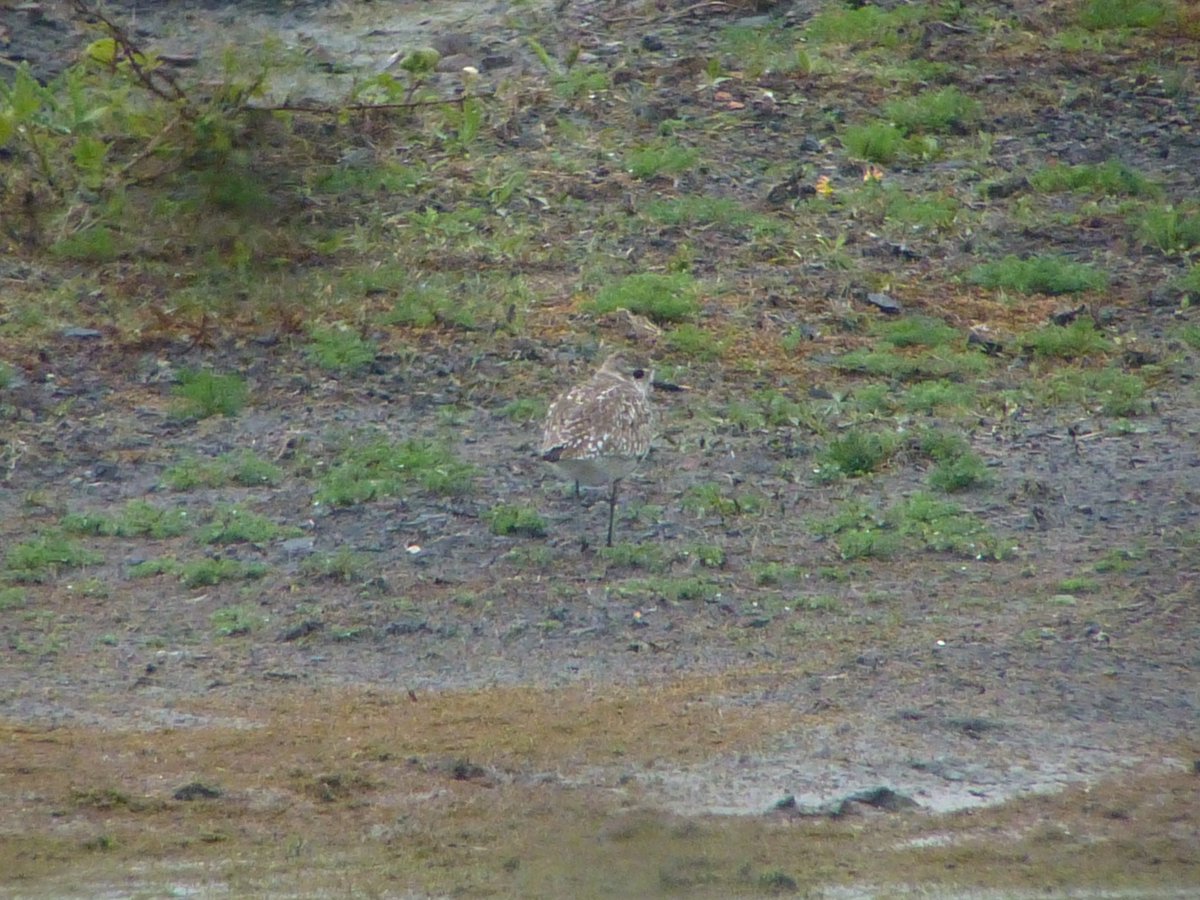 OfAnnesley's tweet photo. One of 3 Grey Plovers on site today. Also 7 Whimbrel, Bar-tailed Godwit, 3 Dunlin, 2 Ringed Plovers, Marsh Harrier &amp; Black Tern. Definitely worth 9.5 hours and a good soaking! https://t.co/FpC17KoqYi