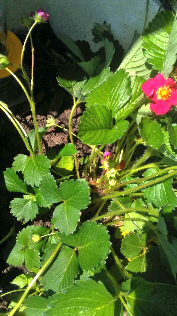 AmeriCannaBlunt's tweet photo. Strawberry's 🍓 #GrowYourOwn #VictoryGarden i covered these plants with a plastic tuperware storage container and left them to winter . My fall Potatoes are also jumping up to the occasion. I see "sign or symptom "of yellowing on my new potatoes. #BugsMe already 🌱😌 #GardenChat https://t.co/P0Cn54jFoh