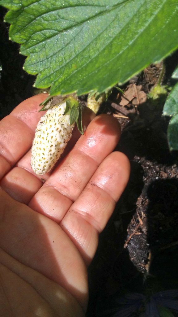 AmeriCannaBlunt's tweet photo. Strawberry's 🍓 #GrowYourOwn #VictoryGarden i covered these plants with a plastic tuperware storage container and left them to winter . My fall Potatoes are also jumping up to the occasion. I see "sign or symptom "of yellowing on my new potatoes. #BugsMe already 🌱😌 #GardenChat https://t.co/P0Cn54jFoh