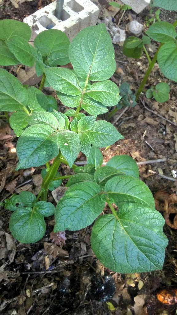 AmeriCannaBlunt's tweet photo. Strawberry's 🍓 #GrowYourOwn #VictoryGarden i covered these plants with a plastic tuperware storage container and left them to winter . My fall Potatoes are also jumping up to the occasion. I see "sign or symptom "of yellowing on my new potatoes. #BugsMe already 🌱😌 #GardenChat https://t.co/P0Cn54jFoh
