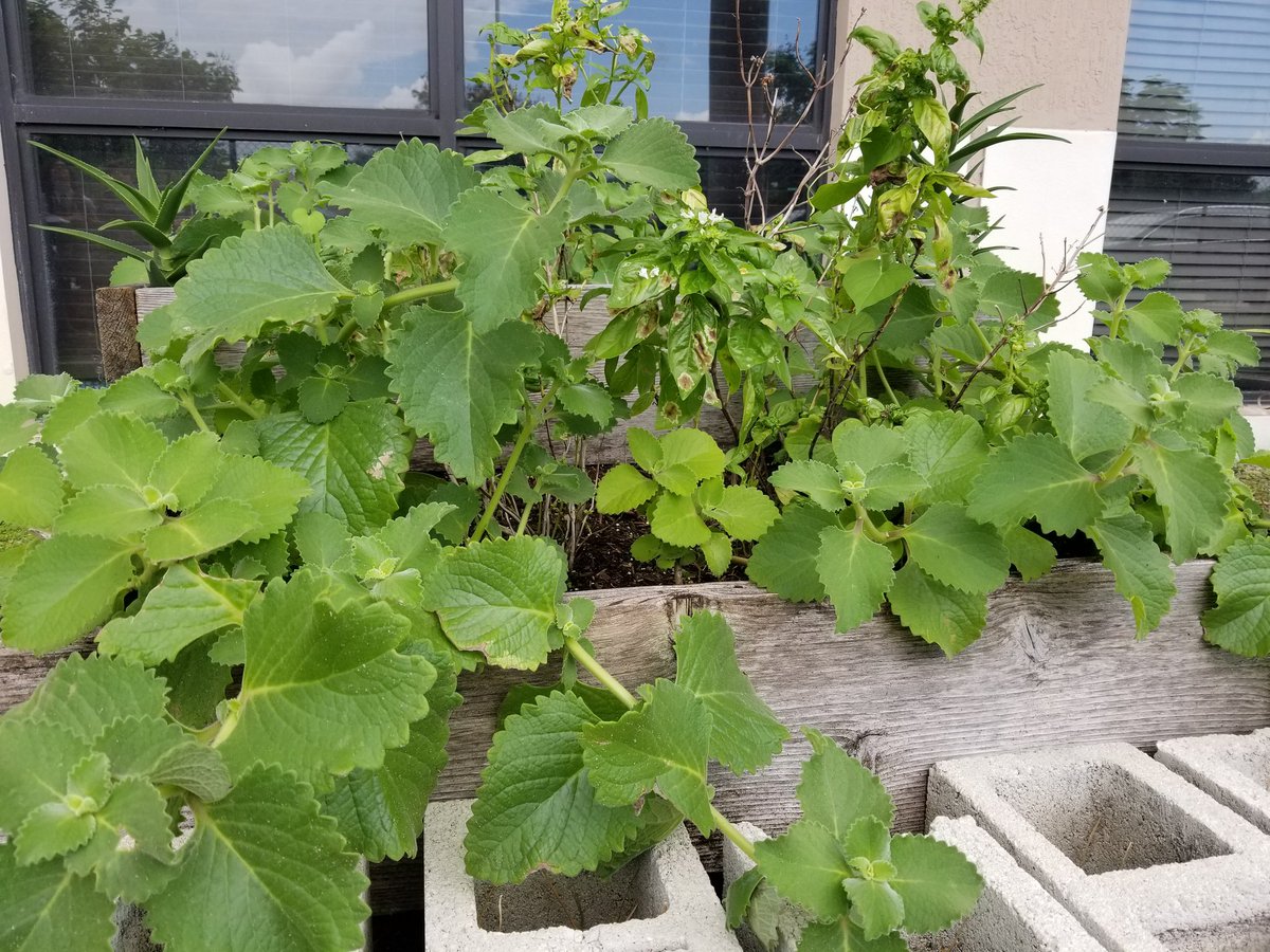 The Biology EOC is near. These students are using <a href="/usatestprep/">USATestprep: Preparing Students For What's Next</a>  and <a href="/AmoebaSisters/">Amoeba Sisters</a> to review and prepare for their exams while enjoying the garden. There's nothing like the smell of basil and oregano to help us awaken the senses and focus!