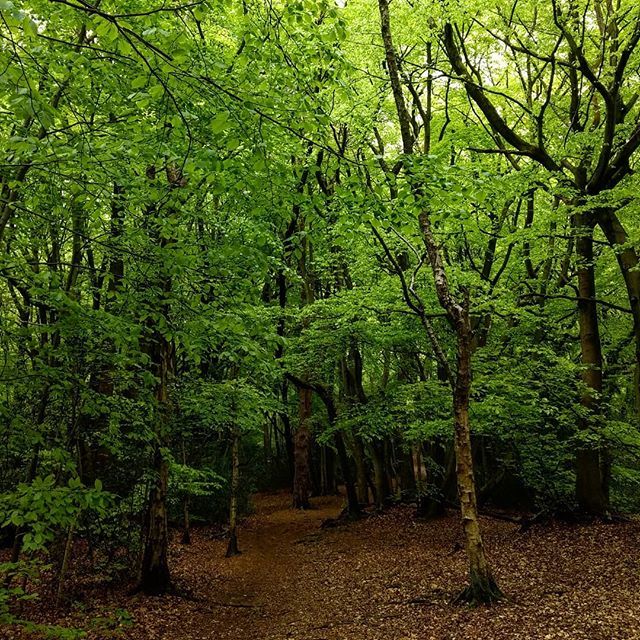CraigBaldwin's tweet photo. So much green at this time of year

#forest #spring #woodland #trees #leaves #woods #green https://t.co/pXOTqbVL4u https://t.co/yhUYr61aKY