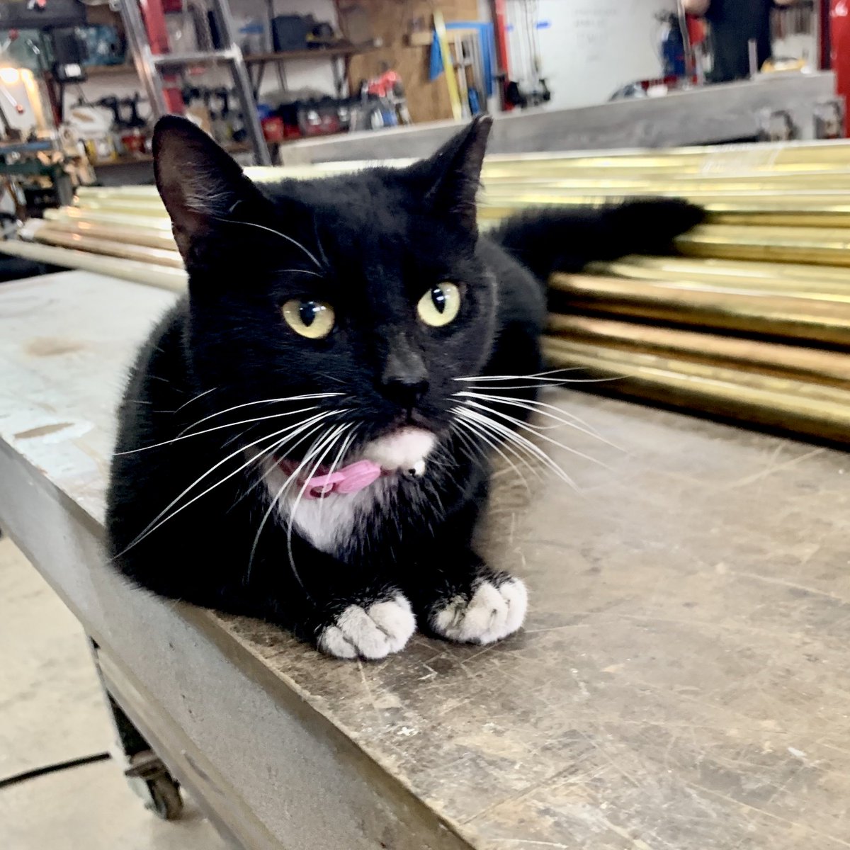 Shop cat Ricky lording over the latest brass delivery like a boss. 
#beardedweldersofinstagram #whosreallyinchargehere #brass
#metalfabrication #photooftheday #catsofinstagram #metalshop #kitten #customfurniture #followyournola #neworleans #instagood #tuxedocat