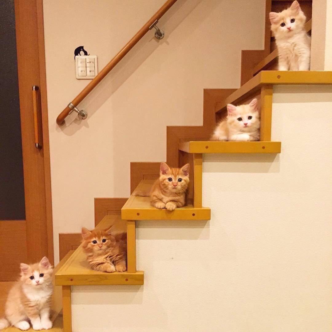 Fnn_N1's tweet photo. 🐈💓 https://t.co/nkRUgCXCbX