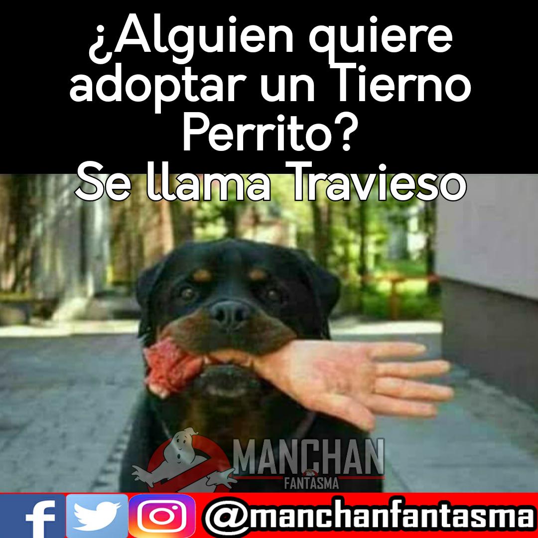 manchanfantasma's tweet photo. ¿#ALGUIEN #QUIERE #ADOPTAR UN T#IERNO #PERRITO?
SI TE GUSTO COMPÁRTELO #manchanfantasma (Gracias por el Buen Humor y por dejar un 👍❤ #LIKE 👍❤) #FF #BuenMiercoles #FelizMiercoles #hter #momo #me #meme #rt #sigueme #follow #mf #lol #lmao #Miercoles https://t.co/VmYAIosF6U