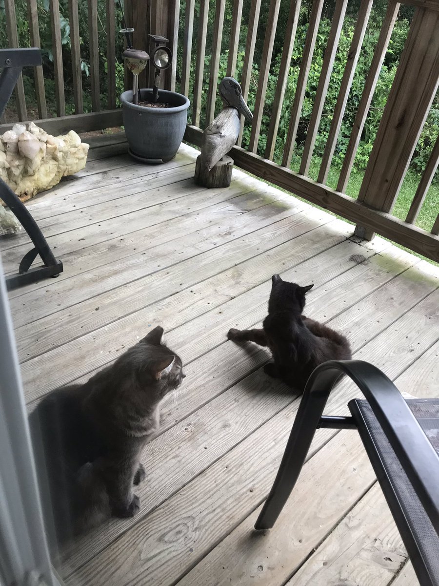 BBGsWorld's tweet photo. Wish we could go for a trike Ride 🚲 
#trikeride #kittytrikeride 
#bbg #ariestocat
#babyboygrey #grey #cat #kitty #mainecoonmix #rescuedcat #bbgsworld
#fluff #meow #greygram #furry #felines #moggies #purr #cutiecat
#catsoftwitter #catsontwitter https://t.co/GCADrXzoV6