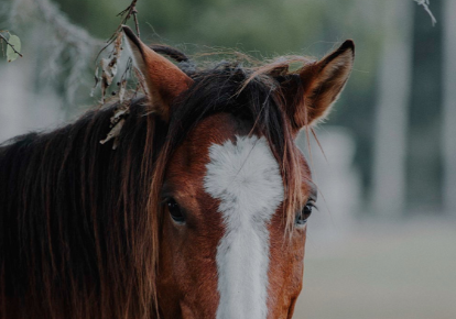 CentreVetes's tweet photo. Pour passer le temps, le cheval mange constamment du foin. Si le fourrage est insuffisant, le cheval s'ennuie. Le foin diminue les risques digestifs, tout en occupant le cheval lorsqu'il est au box. Le foin en question doit être propre, sec et non poussiéreux. https://t.co/5UVvCgBZ0z