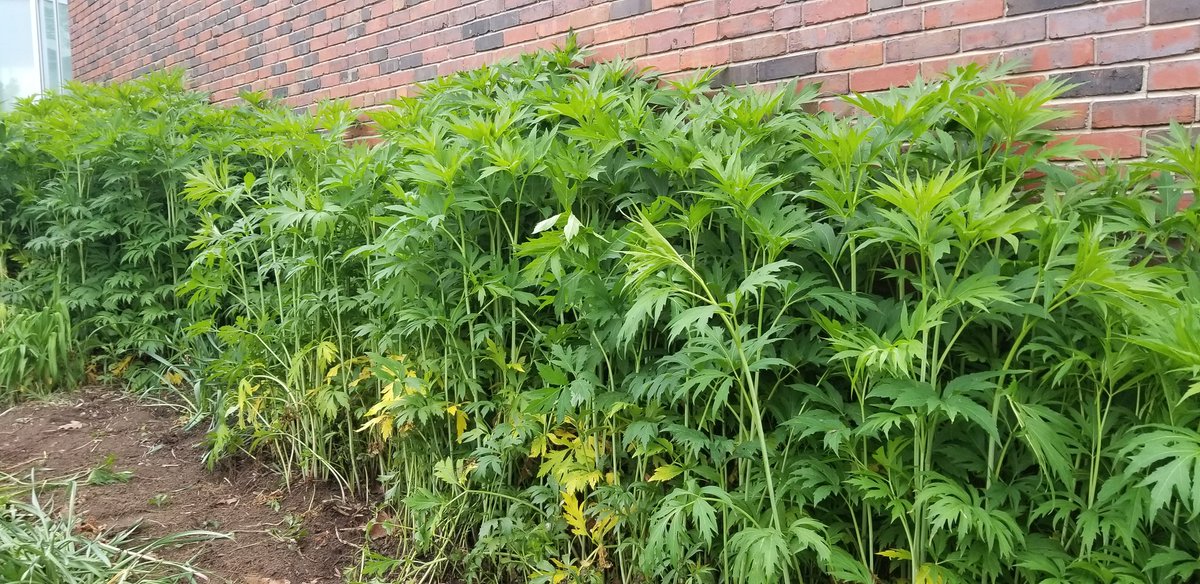 MsValentineRMS's tweet photo. Is this #cutleaf #coneflower or an #invasiveweed @MAEOE_MD @BCPSOutdoorSci @UMdExtension @mastergardener @ChesConserv @chesapeakebay @MelitoTom https://t.co/XD9D4hVPsn