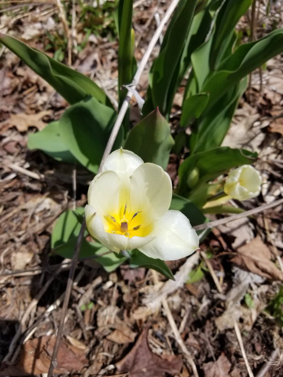 oursquirrelfarm's tweet photo. First tulips of the year! 🌷
#spring #nature #farmlife #blacksquirrelfarm #michigan #gardening #tulips #flowers https://t.co/5ME94Rek33