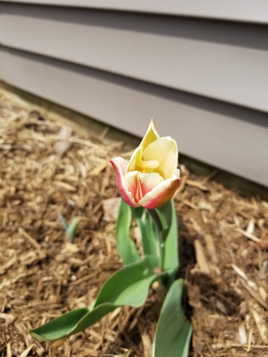 oursquirrelfarm's tweet photo. First tulips of the year! 🌷
#spring #nature #farmlife #blacksquirrelfarm #michigan #gardening #tulips #flowers https://t.co/5ME94Rek33