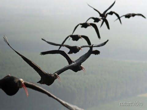 authorshipme's tweet photo. #TriviaSupper>> #Flying #V [BoingBoing] Why birds fly in a V formation https://t.co/gO7xAX9GZk https://t.co/mNGz156J74