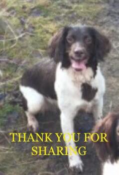 MolliePug's tweet photo. Facebook Page-STOLEN INDIE๐๐Female Spaniel Indie from Hindhead Missing since 3/10/18๐Loved n Missed๐Where Is Indie Please?๐#findIndie @rosieDoc2 @gelert01 @BlueFrenchie1 @Eloquencealways @thedogfinder @RachaelB100 @suedaycam @jaynecellison @LizJ_T @BrendaBlethyn @HunnyJax https://t.co/Kyet0T0EFJ