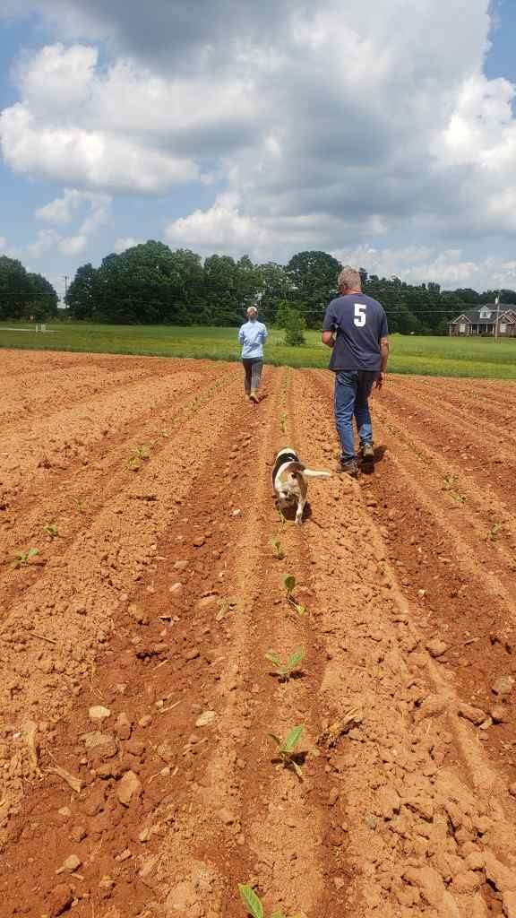 ThiessenLab's tweet photo. We appreciate all of the help we receive in implementing our #OnFarmResearch trials! Our fungicide trial in #YadkinCounty for managing #TobaccoBlackShank is in the ground #PrayingForGoodWeather #HelpBigAndSmall #MansBestFriend #NCTobacco #ThinkAndDo @yara_rosado @timhambrick1 https://t.co/vgatJiz8fl