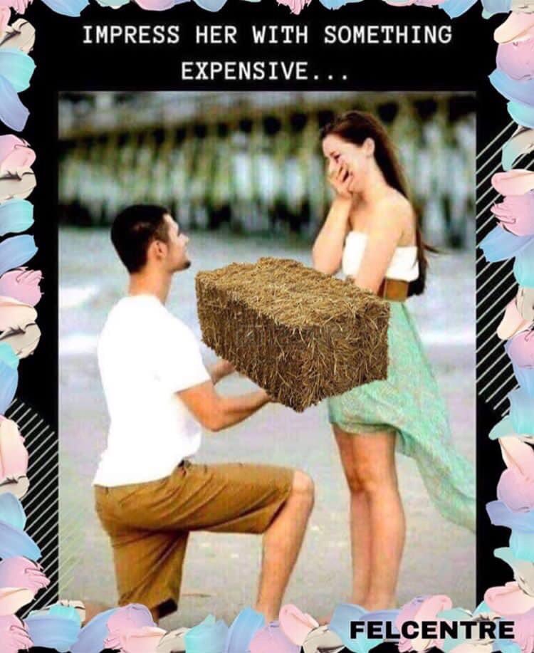 BuckeyeEquine's tweet photo. #RelationshipGoals https://t.co/LmBvgoz2c8