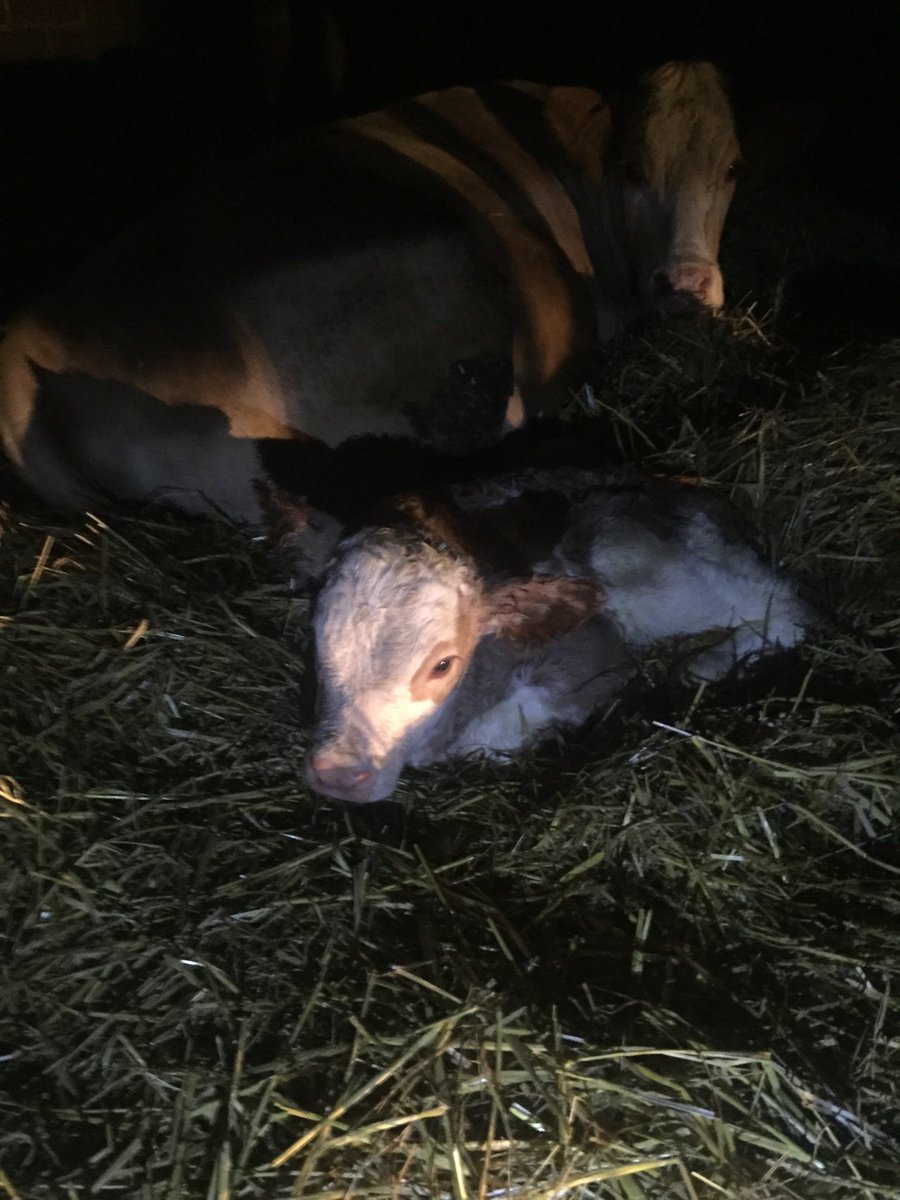 SullyEmma's tweet image. After a long day at work staring at a screen.. there is nowhere I would rather be. Checking this little beauty is doing okay only a few hours old. #heifercalf #pedigree #Simmental