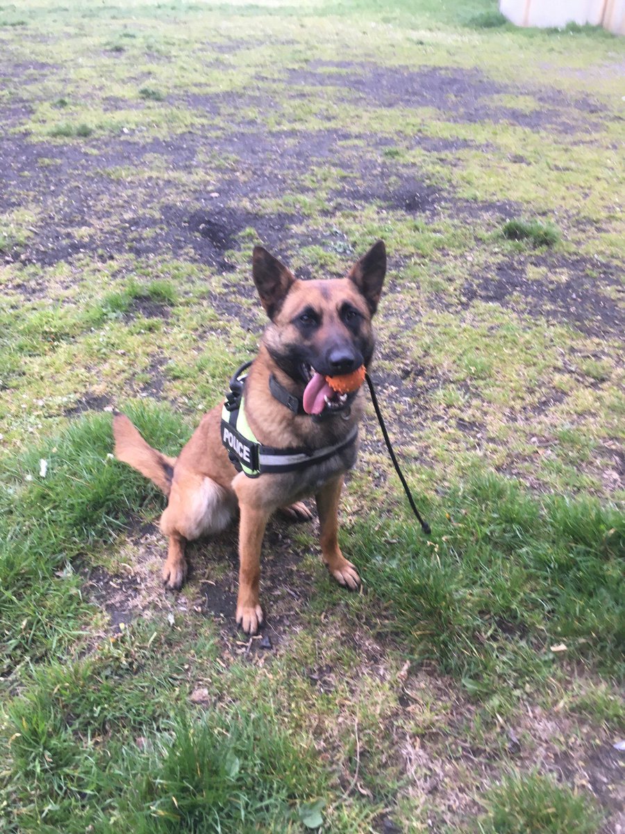 LancsPolDogUnit's tweet photo. Following a male threatening a female with a knife in Blackpool PD Billie was quick to the scene. Handler located the male and his accomplice and when challenged with PD Billie they made the right decision not to run. Great teamwork alongside @LancsARV and Team 2 response #T2Dogs https://t.co/fN1NJgKIaa