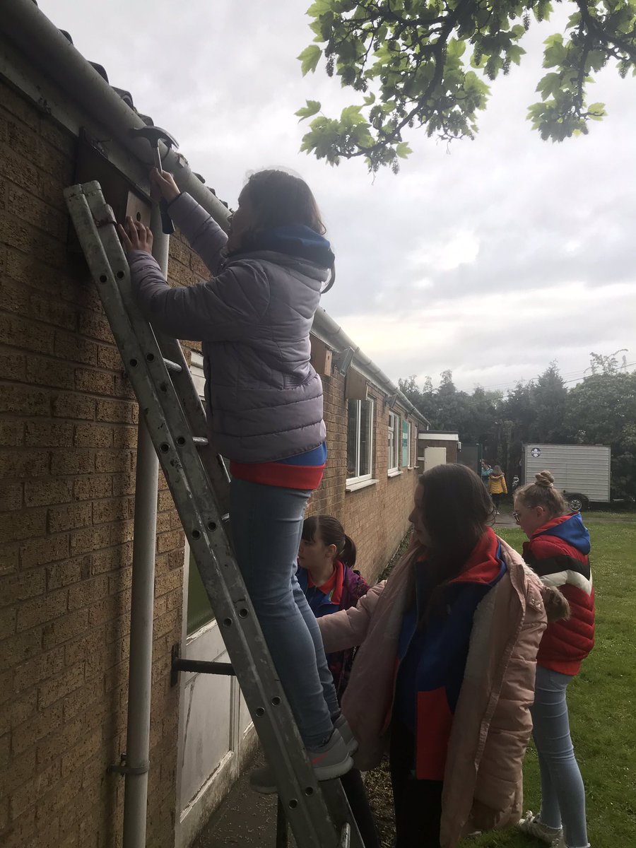 guidesarefab's tweet photo. Gnosall Guides tonight finished of their project for Best Kept Village by putting up their bird boxes bat boxes and bees boxes that they have made among with making a reflection garden wild flower patch log stack @guidesarefab @Girlguiding @StaffsGuiding https://t.co/ZM5MUk1W52