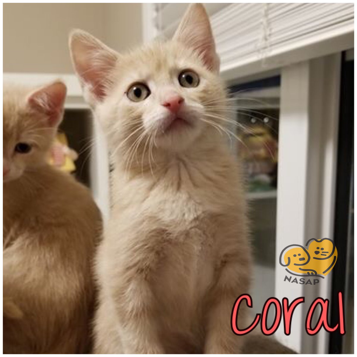 NasapCa's tweet photo. Coral is an affectionate and loving kitten sweet, snuggly and loves to be with her people. She just goes with the flow!
Click the link to inquire/adopt Coral: https://t.co/sCXQ4A7OFe
#adoptme #adoptable #kitten #easygoing #goeswiththeflow #nasapcat #nasaprescue https://t.co/hwNHXCycom