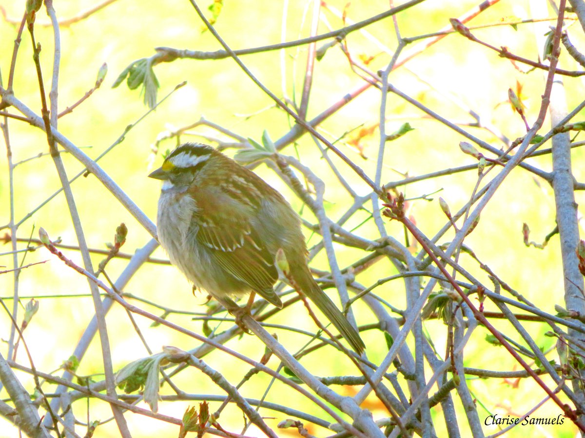 #WhiteCrownedSparrow--Backyard birding.

#Birding #backyard #sparrows #birdwatching #outdoors #birds #birdphotography