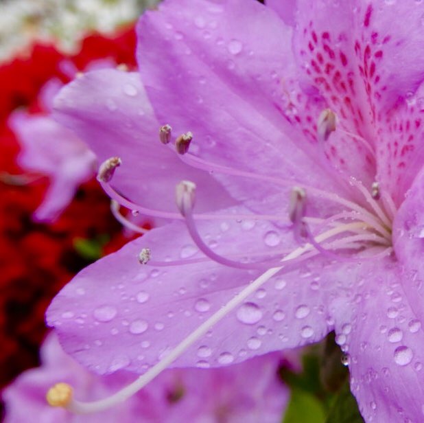 さとうみず おはようございます 穏やかな一日でありますように 写真が好きな人と繋がりたい 花 ツツジ フラワー おはようございます 蜜標 しずく 花言葉 恋の喜び