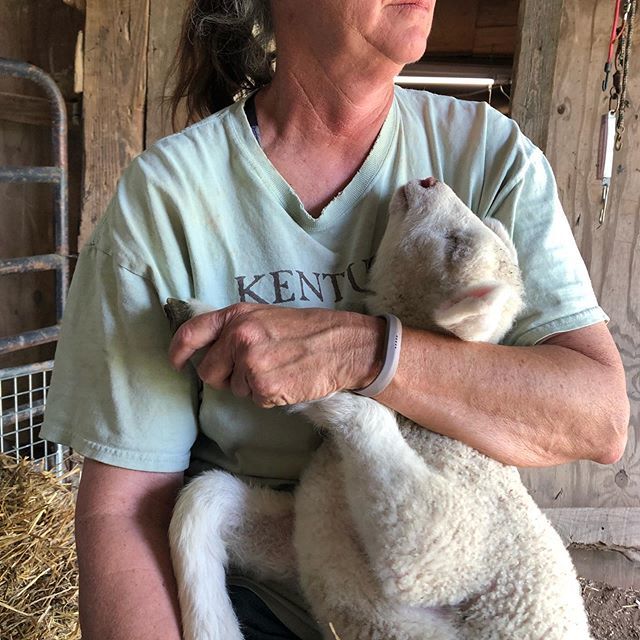 crazysheeplady's tweet photo. Sleeping through his bandage change 😍. Hoppy’s foot is looking much better 🤞. Must be the special sheep duct tape 😀. #lambcamp #finalfrontierfarm https://t.co/1KPdsHpOBJ https://t.co/yFHdzFBf68