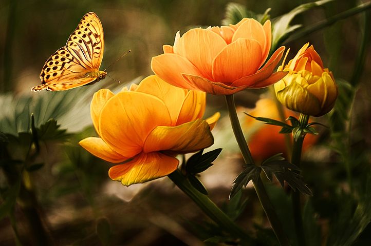 dreamswriter_'s tweet photo. "Quello che il bruco chiama fine del mondo, il resto del mondo chiama farfalla."
Lao Tzu
#UnFiorePer a #CasaLettori
@CasaScrittori
#ScrivoArte
#poesia
#poesiaintweet https://t.co/R0UDzoBynD