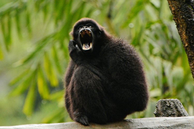 クロステナガザル (Hylobates klossii)