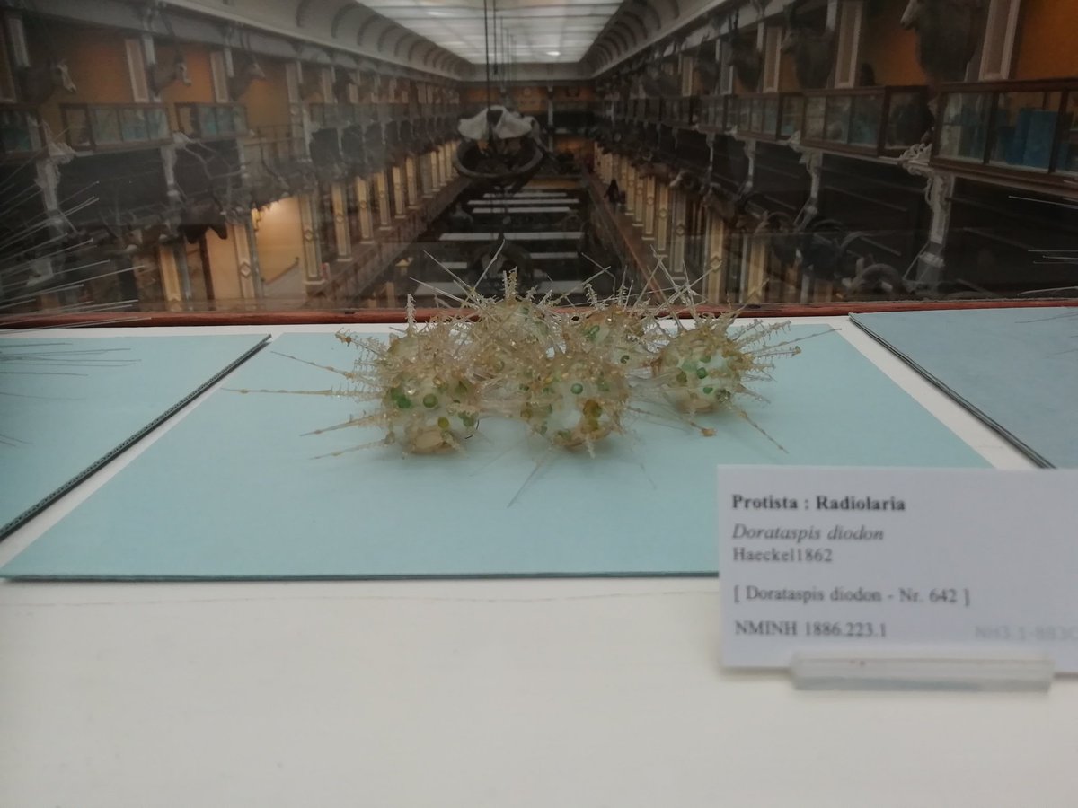 Haischlib Blaschka Ar Twitter