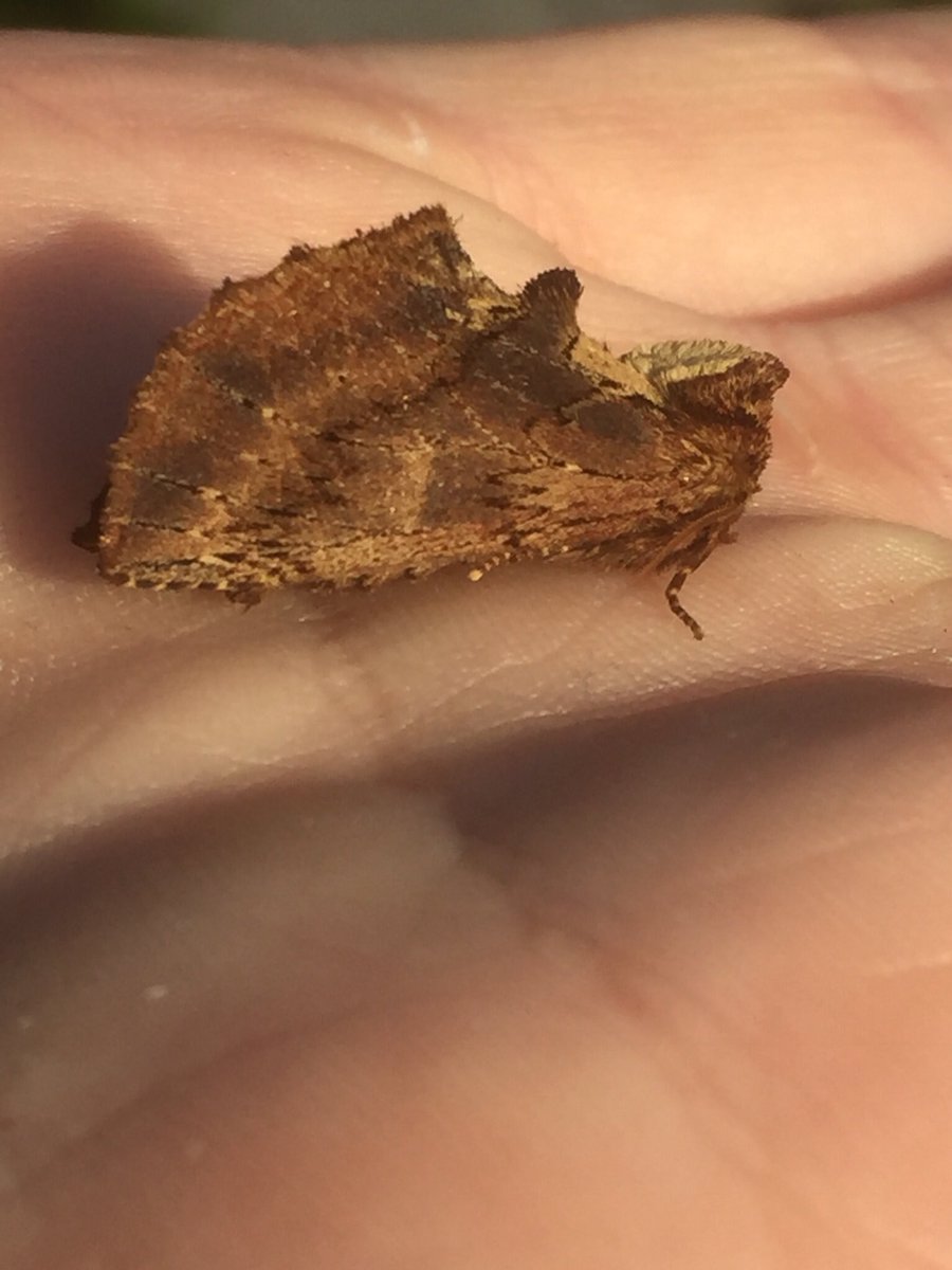 vauxy82's tweet photo. @MothIDUK a few unknowns and a Buff Ermine perhaps? Thanks! https://t.co/w5Lod5Keqg