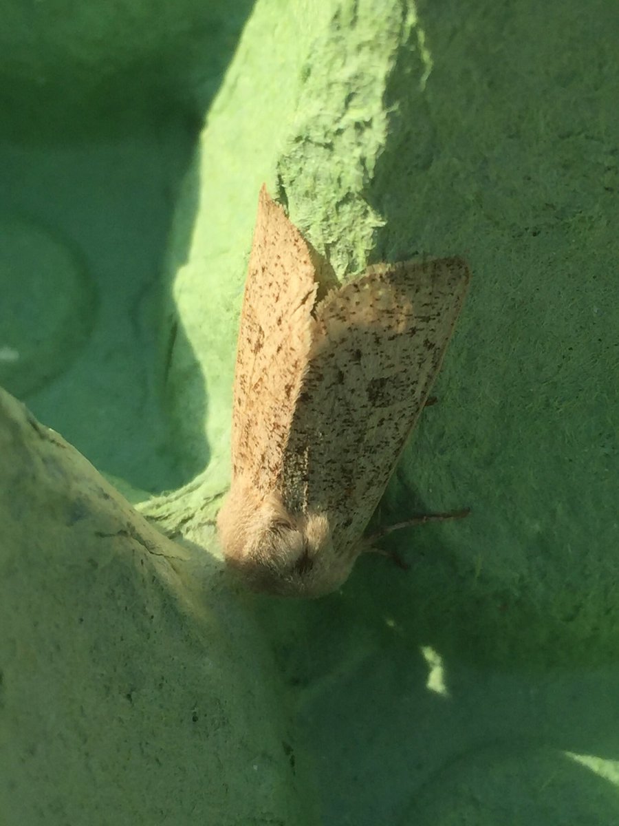 vauxy82's tweet photo. @MothIDUK a few unknowns and a Buff Ermine perhaps? Thanks! https://t.co/w5Lod5Keqg