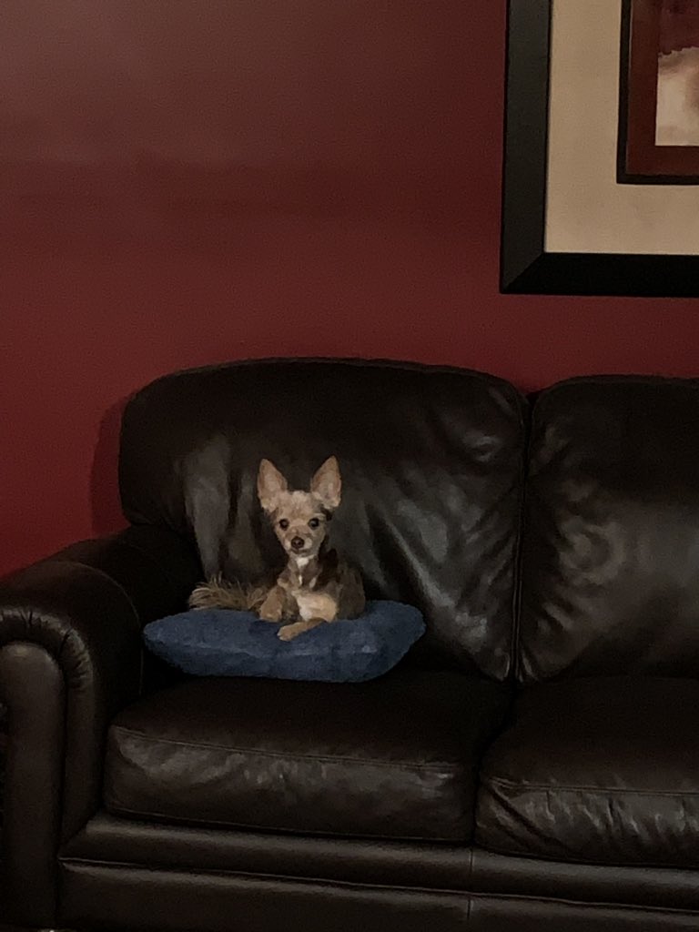 JoshXU24's tweet photo. @SchittsCreek Pierre is confused as to why I’ve paused #SchittsCreek, and why my trip to the kitchen hasn’t included a treat... https://t.co/VIGgZ8rYDs