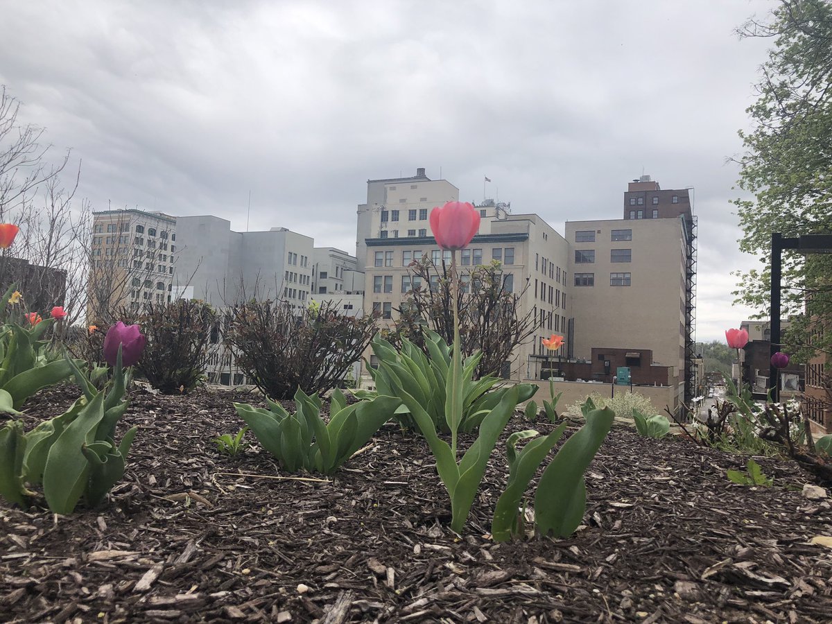 April showers brought May flowers! #LiveYoungstown