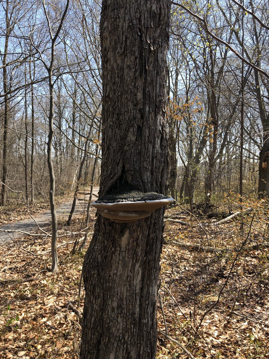 MsCheung216's tweet photo. Meeting up with our FI nature learning buddies from Sam Chapman PS. #Grade4PLC @VivianORC @YRDSBGetOut @SamChapmanPS @GreensboroughPS Qu’est-que tu vois/entends/sens/peux toucher? https://t.co/DKl117gmLX