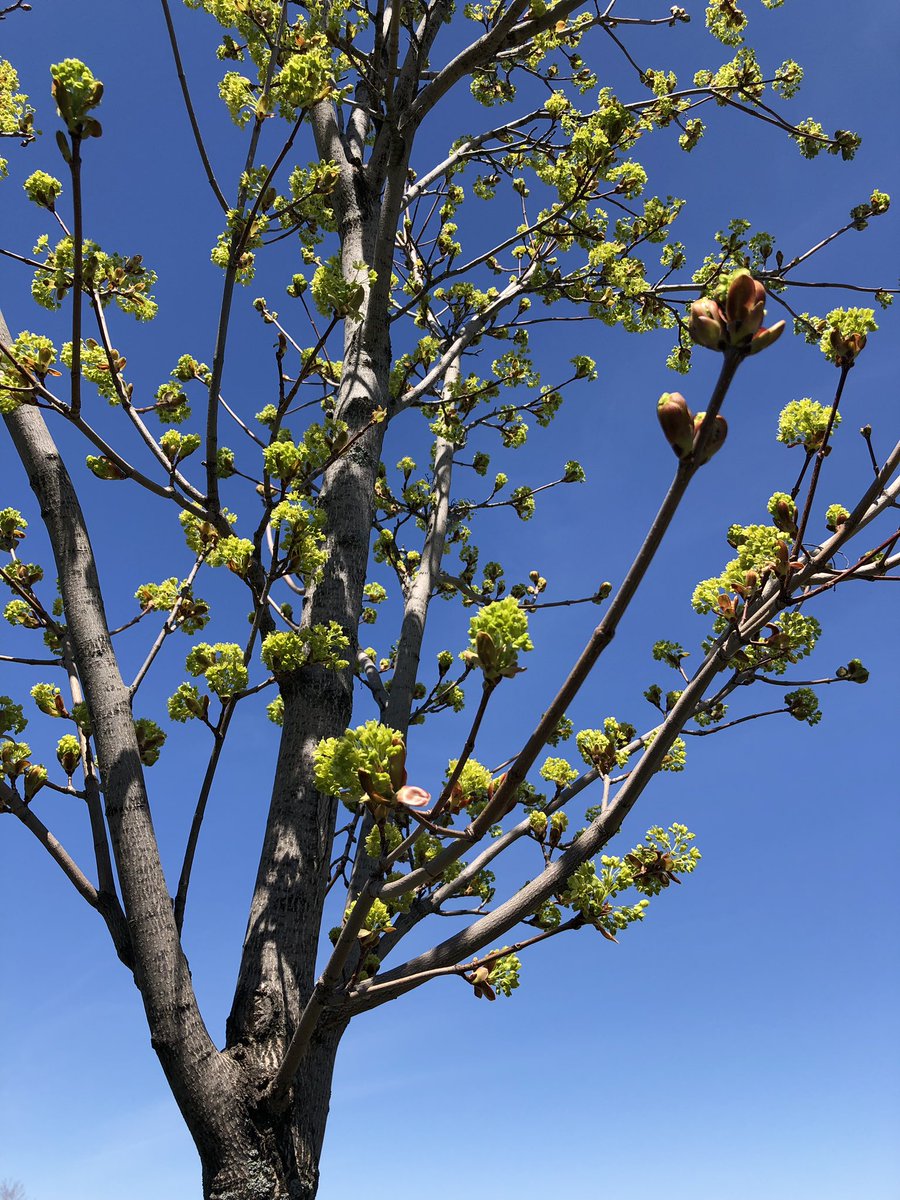 MsCheung216's tweet photo. Tracking and observing more changes in our adopted trees! @YRDSBGetOut @GreensboroughPS @VivianORC https://t.co/RUeCUlbf64