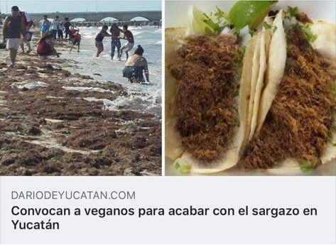RoiBriones's tweet photo. Los veganos deberían apoyar tragándose todo el sargazo. https://t.co/C1oKj0O583