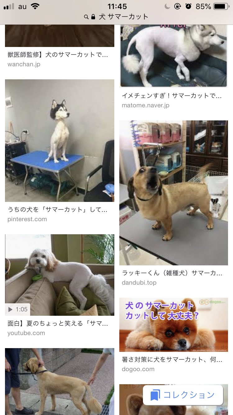 田吾作めちくん على تويتر 豊かな人生を送るためにオススメの画像検索ワード 犬 サマーカット