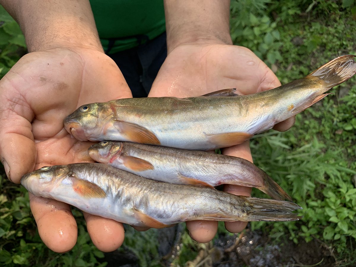 DrukTraveler's tweet photo. Everyone’s Journey is Different...#villagewalks #travel #drukheritage #snowtrout #journey #authenticexperience https://t.co/CDL7cTC5qz