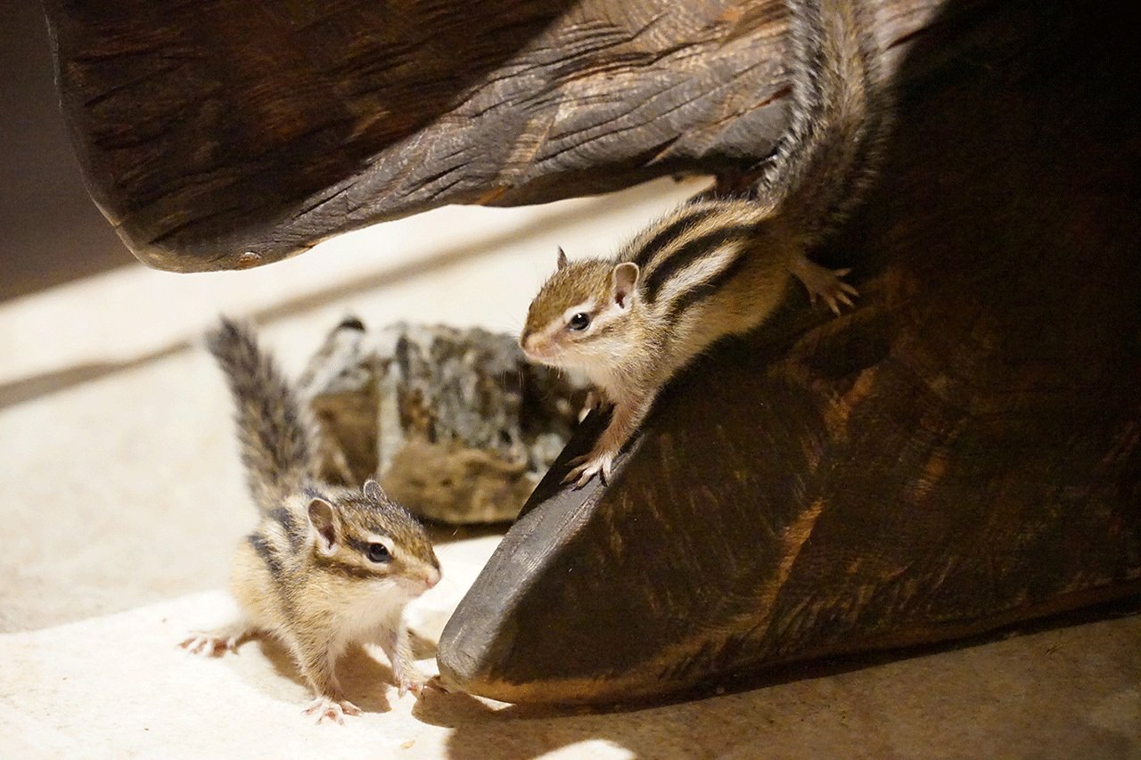 セガ公式アカウント🦔 on X: 