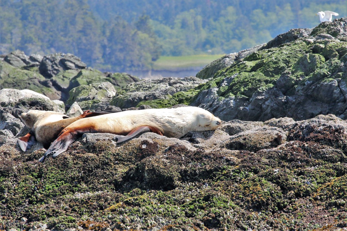 Now that May is here, we are now running our full-day whale watching/passenger ferry cruises to San Juan Island out of Port Townsend. On Tuesday's cruise, we saw a gray whale, minke whales, puffins, Steller sea lions &amp; some fabulous scenery!
