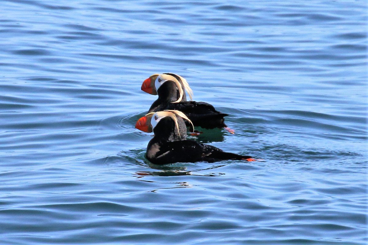 Puget Sound Express tweet media