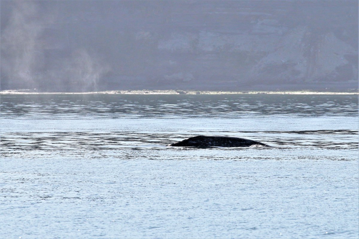 Puget Sound Express tweet media