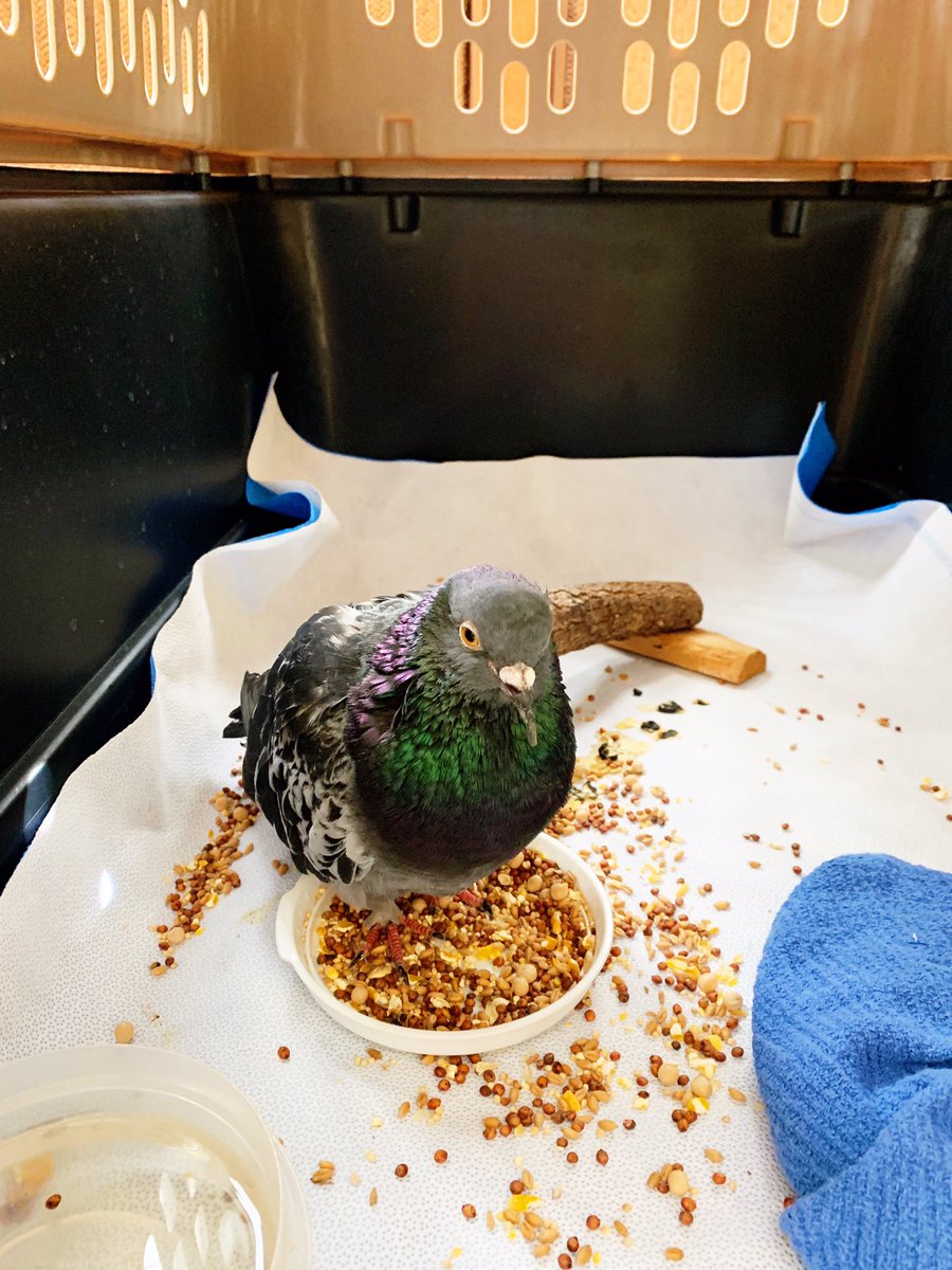 Say hello to little Amigo! 👋🏼 Amigo came to us from an overcrowded home. He loves his food and is the best program bird! #pigeon